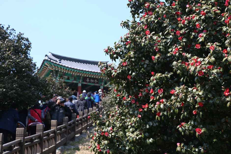 서천 동백꽃 주꾸미 축제 대표 사진