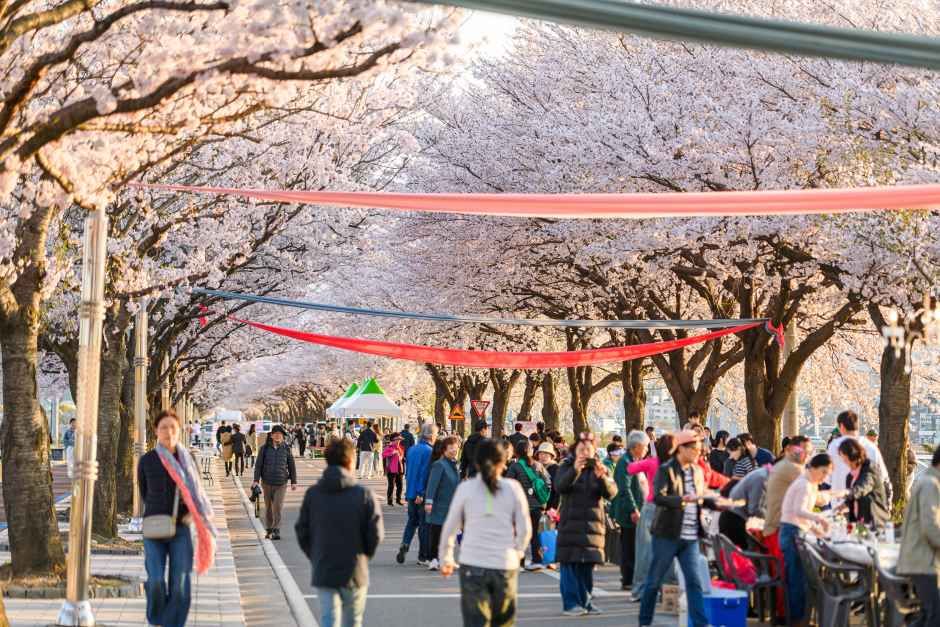 양양 남대천 벚꽃축제 대표 사진