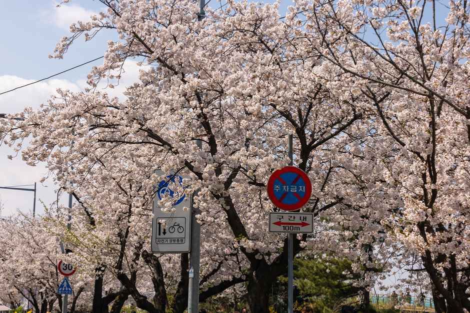 영등포 여의도 봄꽃축제 대표 사진