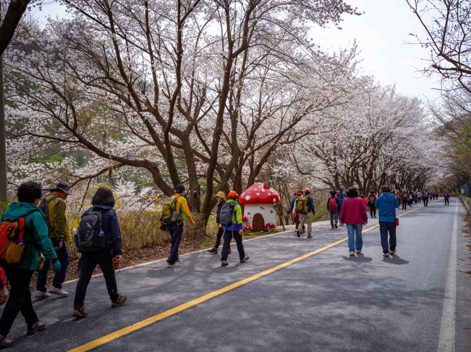 금산 보곡산골 산벚꽃 축제 대표 사진