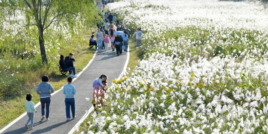 광주서창억새축제 대표 사진