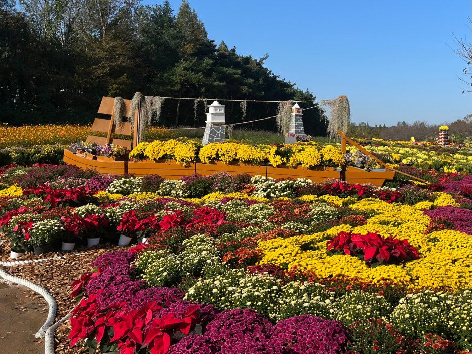 드림파크 국화축제 대표 사진