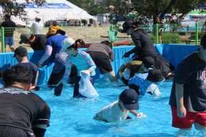 봉화은어축제 대표 사진