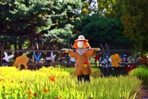 고양가을꽃축제 대표 사진