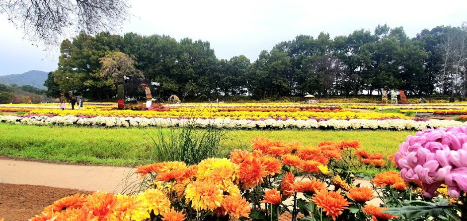 연천 국화축제 대표 사진