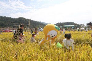 성주가야산황금들녘메뚜기축제 대표 사진