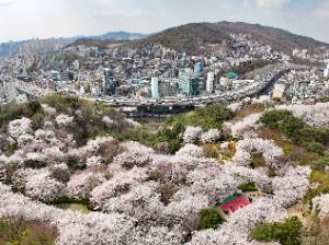 서대문 봄빛축제 대표 사진