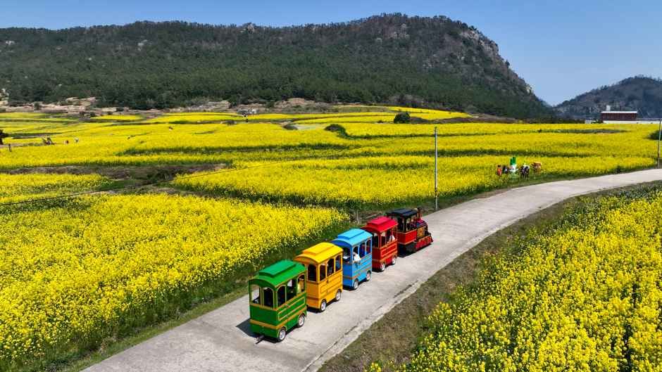 보배섬 유채꽃 축제 대표 사진