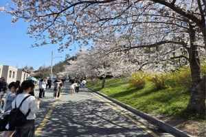 유달산 봄축제 대표 사진