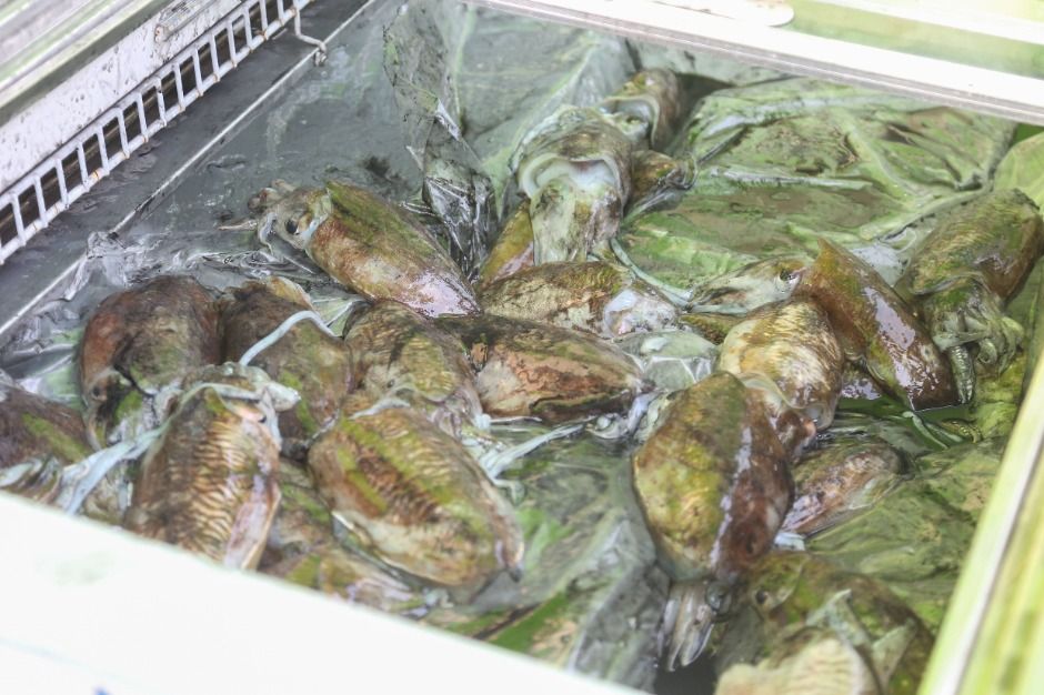 장항항 수산물 꼴갑축제 대표 사진