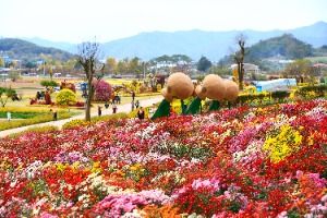 세계문화유산 화순 고인돌 가을꽃 축제 대표 사진